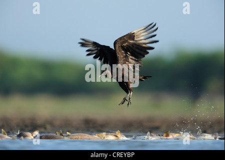 Avvoltoio nero (Coragyps atratus), Adulto tenuto da i pesci morti, Dinero, Lago di Corpus Christi, South Texas, Stati Uniti d'America Foto Stock