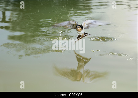 Barn Swallow (Hirundo rustica), Adulto di balneazione in stagno, Dinero, Lago di Corpus Christi, South Texas, Stati Uniti d'America Foto Stock