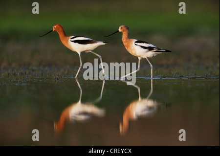 American Avocet (Recurvirostra americana), coppia passeggiate, Dinero, Lago di Corpus Christi, South Texas, Stati Uniti d'America Foto Stock