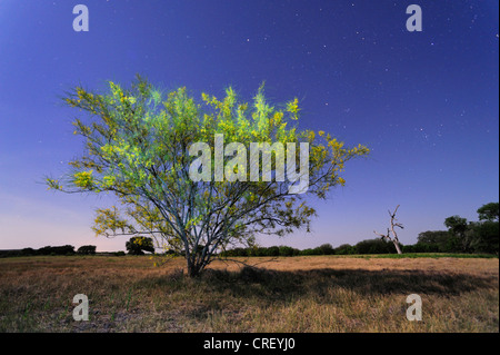 Retama, Paloverde (Parkinsonia aculeata), Bush in fiore di notte, Dinero, Lago di Corpus Christi, South Texas, Stati Uniti d'America Foto Stock
