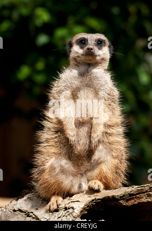 Meerkat seduto sul tronco di albero Foto Stock