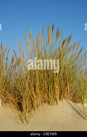 Spiaggia di erba, beachgrass europea, marram erba, psamma, sabbia di mare-reed (Ammophila arenaria), cresce sulle dune di sabbia bianca, Paesi Bassi, Ameland Foto Stock