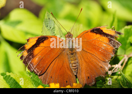 Autumn Leaf (Doleschallia bisaltide), seduta su una foglia Foto Stock