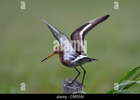 Nero-tailed godwit (Limosa limosa), sul post, Paesi Bassi, Texel Foto Stock