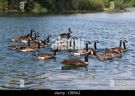 Canada goose (Branta canadensis), molti individui su un lago, Germania Foto Stock