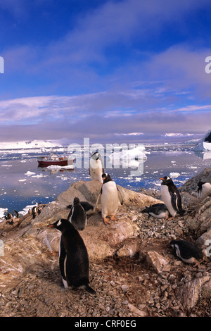 Pinguino gentoo (Pygoscelis papua), i pinguini in Antartide di fronte, in Cile, in Antartide Foto Stock