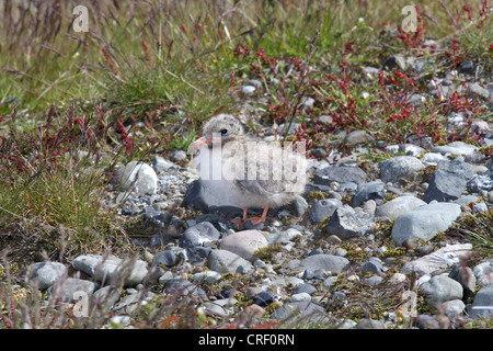 Arctic Tern (sterna paradisaea), pulcino, Islanda Foto Stock