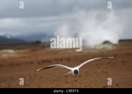 A testa nera (gabbiano Larus ridibundus, Chroicocephalus ridibundus), volare, Islanda Foto Stock