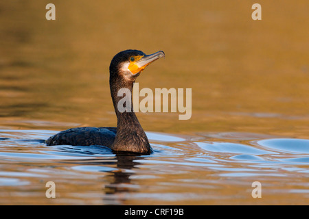 Cormorano (Phalacrocorax carbo), nuoto, Germania Foto Stock