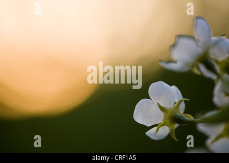 La pera comune (Pyrus communis), pera fiori nel sole di sera, GERMANIA Baden-Wuerttemberg Foto Stock