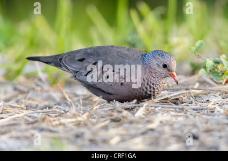 Maschio Ground-Dove comune rovistando in erba per sementi, J.N. Ding Darling National Wildlife Refuge, Sanibel, Florida Foto Stock