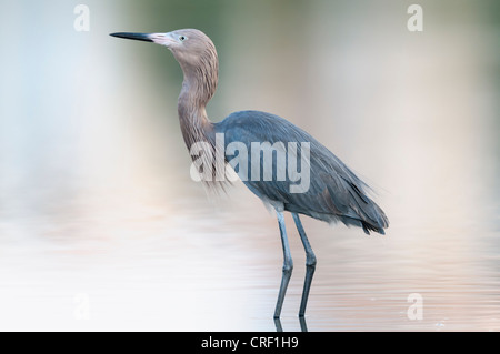 Garzetta rossastra rovistando per la preda, poco Estero Laguna, Fort Myers Beach, Florida Foto Stock