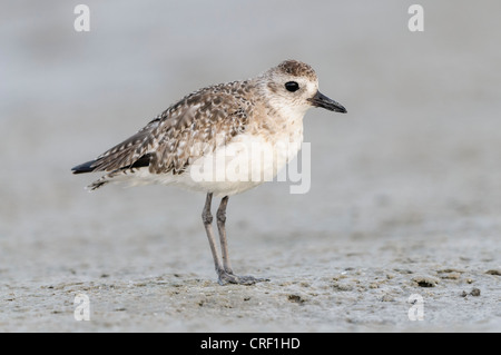 Rospo Plover rovistando nel mudflat, poco Estero Laguna, Fort Myers Beach, Florida Foto Stock