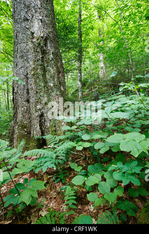 Vecchio Yellow Birch nel bosco di latifoglie, sul fianco del monte blu nella tacca parente dei Monti bianchi, New Hampshire USA Foto Stock