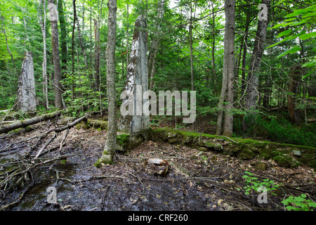 Sito della Matson Flooring Company lungo la Gordon Pond Railroad abbandonata a North Lincoln, New Hampshire USA. Foto Stock