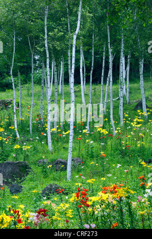 Giglio in bianco di un bosco di betulle, Fujimi highland Nagano Giappone Foto Stock