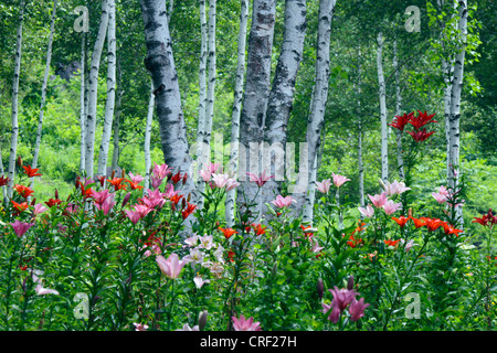 Giglio in bianco di un bosco di betulle, Fujimi highland Nagano Giappone Foto Stock