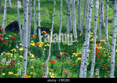 Giglio in bianco di un bosco di betulle, Fujimi highland Nagano Giappone Foto Stock