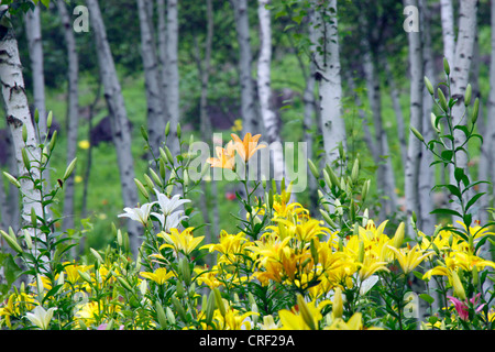 Giglio in bianco di un bosco di betulle, Fujimi highland Nagano Giappone Foto Stock