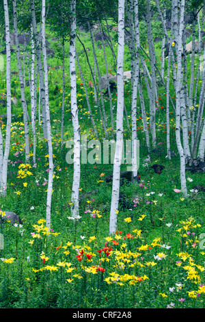 Giglio in bianco di un bosco di betulle, Fujimi highland Nagano Giappone Foto Stock