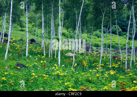 Giglio in bianco di un bosco di betulle, Fujimi highland Nagano Giappone Foto Stock