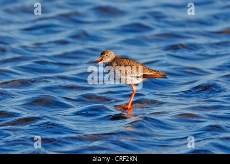 Comune (redshank Tringa totanus), in piedi in acqua poco profonda, Svezia, Oeland Foto Stock