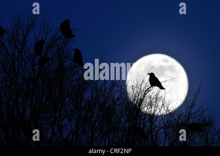 Rook (Corvus frugilegus), di fronte alla luna piena Foto Stock