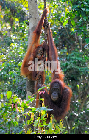 Bornean orangutan (Pongo pygmaeus pygmaeus), femmina con baby, Indonesia, Borneo, Tanjung messa Parco Nazionale Foto Stock