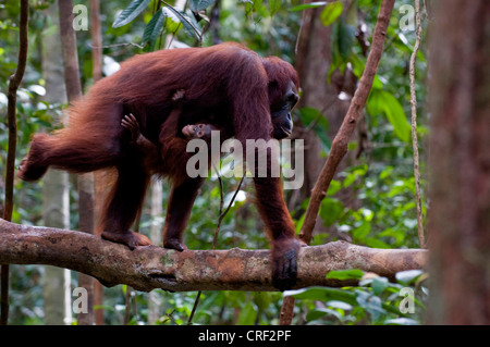 Bornean orangutan (Pongo pygmaeus pygmaeus), femmina con baby, Indonesia, Borneo, Tanjung messa Parco Nazionale Foto Stock