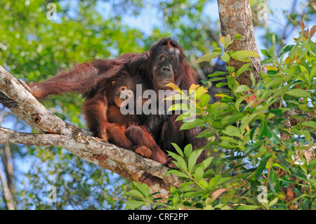 Bornean orangutan (Pongo pygmaeus pygmaeus), femmina con baby, Indonesia, Borneo, Tanjung messa Parco Nazionale Foto Stock