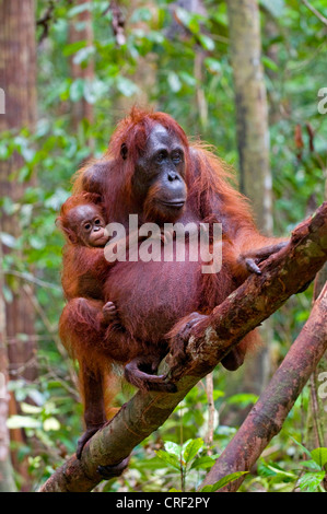 Bornean orangutan (Pongo pygmaeus pygmaeus), femmina con baby, Indonesia, Borneo, Tanjung messa Parco Nazionale Foto Stock