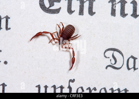 Casa pseudoscorpion (Chelifer cancroides), a pagina Foto Stock