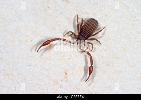 Casa pseudoscorpion (Chelifer cancroides), a pagina Foto Stock