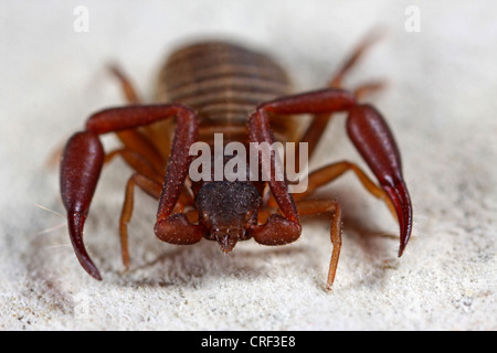 Casa pseudoscorpion (Chelifer cancroides), a pagina Foto Stock