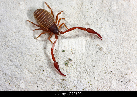 Casa pseudoscorpion (Chelifer cancroides), a pagina Foto Stock