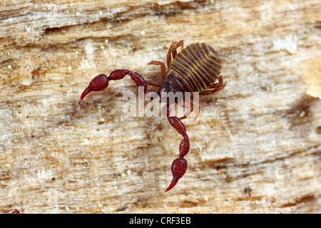 Casa pseudoscorpion (Chelifer cancroides), sulla corteccia Foto Stock