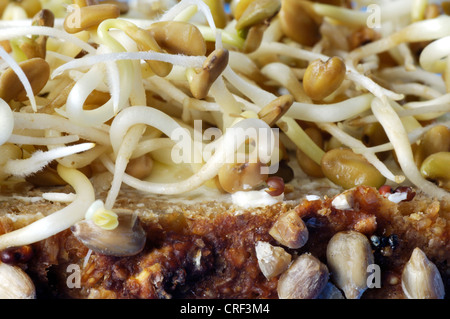 Fenugreek (Trigonella foenum-graecum), i cavoli freschi e piantine Foto Stock