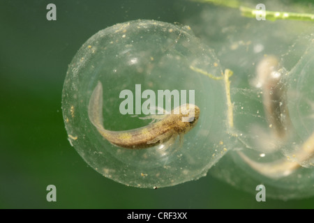 (Axolotl Ambystoma mexicanum), uova con traslucido larva di branchie Foto Stock