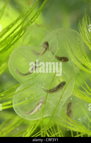 (Axolotl Ambystoma mexicanum), uova con traslucido larva di branchie tra piante di acqua Foto Stock