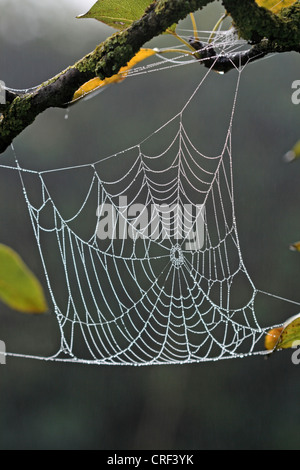 Autunno orbweaver (Meta segmentata, Metellina segmentata), spider web con dewdrops Foto Stock