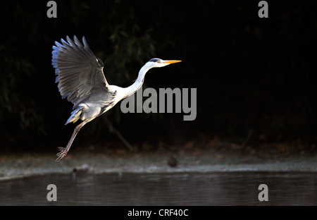 Airone cinerino (Ardea cinerea), flying Foto Stock