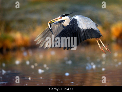 Airone cinerino (Ardea cinerea), volare con la preda Foto Stock