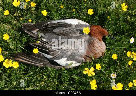 Wigeon europea (Anas penelope), morto drake su un prato Foto Stock