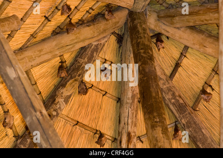 Epauleted pipistrelli (Epomophorus spec.), pipistrelli appesi al tetto di una capanna a Kwando Lodge, Namibia, Caprivi Foto Stock