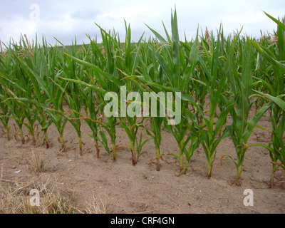 Mais indiano, mais (Zea mays), campo di mais, Germania, Meclemburgo-Pomerania Occidentale Foto Stock