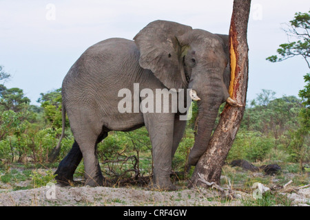 Elefante africano (Loxodonta africana), elefante peeling un albero con la sua' tusker, Namibia, Caprivi, Mudumo National Park Foto Stock