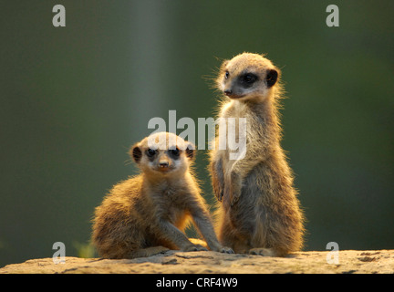 Suricate, sottile-tailed meerkat (Suricata suricatta), cuccioli Foto Stock