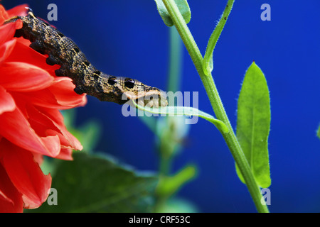 Elephant hawkmoth (Deilephila elpenor), spunto da un fiore su un impianto Foto Stock