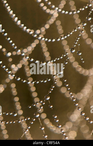 Ragnatela con dewdrops all'alba in controluce, GERMANIA Baden-Wuerttemberg, GFN Roberner vedere Foto Stock