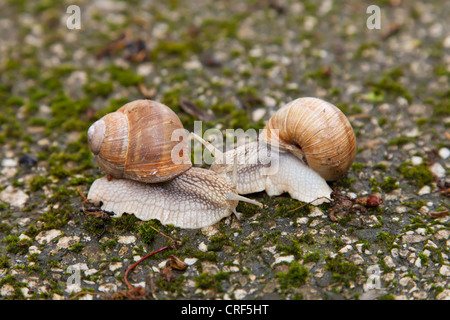 Due lumache sulle rocce di muschio nella foresta Foto Stock